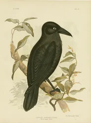 Cuervo de ojos blancos o cuervo australiano, 1891